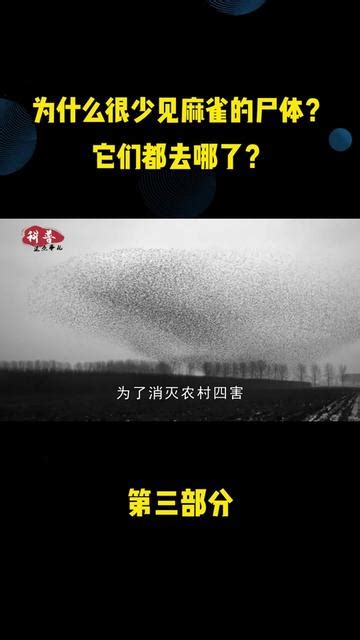 麻雀死掉怎麼辦|为什么麻雀的尸体很少被发现？它们都是如何结束生命的？